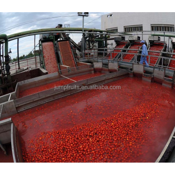לספירה של מכונת הייצור של משחת עגבניות